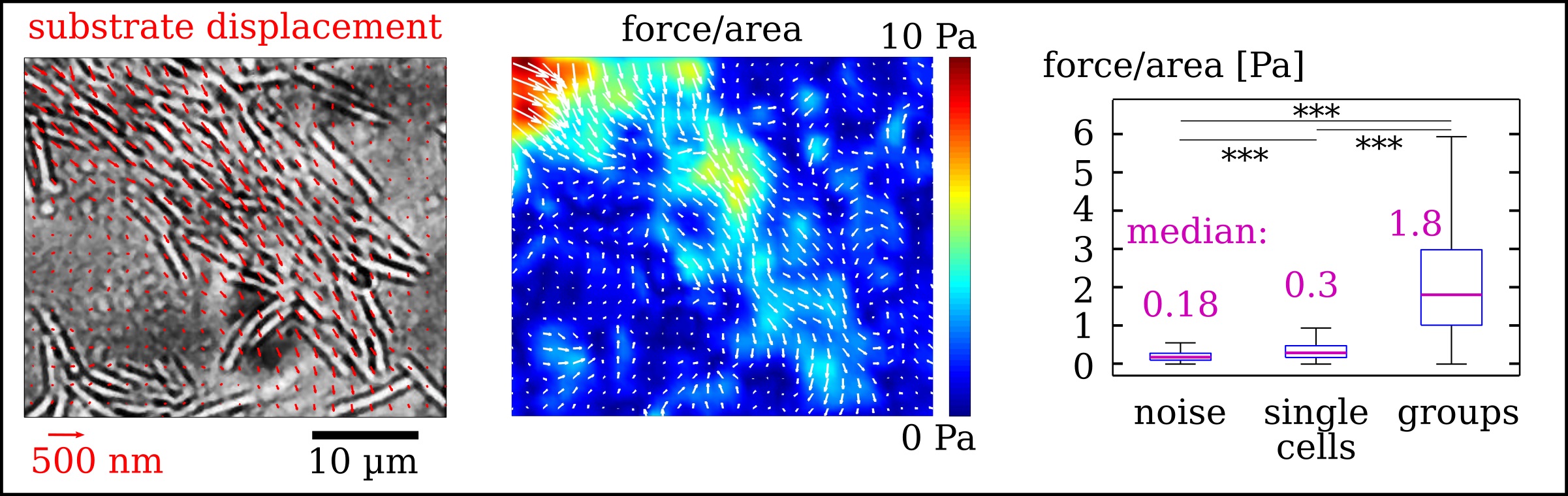 Work of Benedikt Sabass on Traction Force Microscopy and collective motion of bacteria Traction Force Microscopy study of bacterial Micromechanics by Benedikt Sabass.