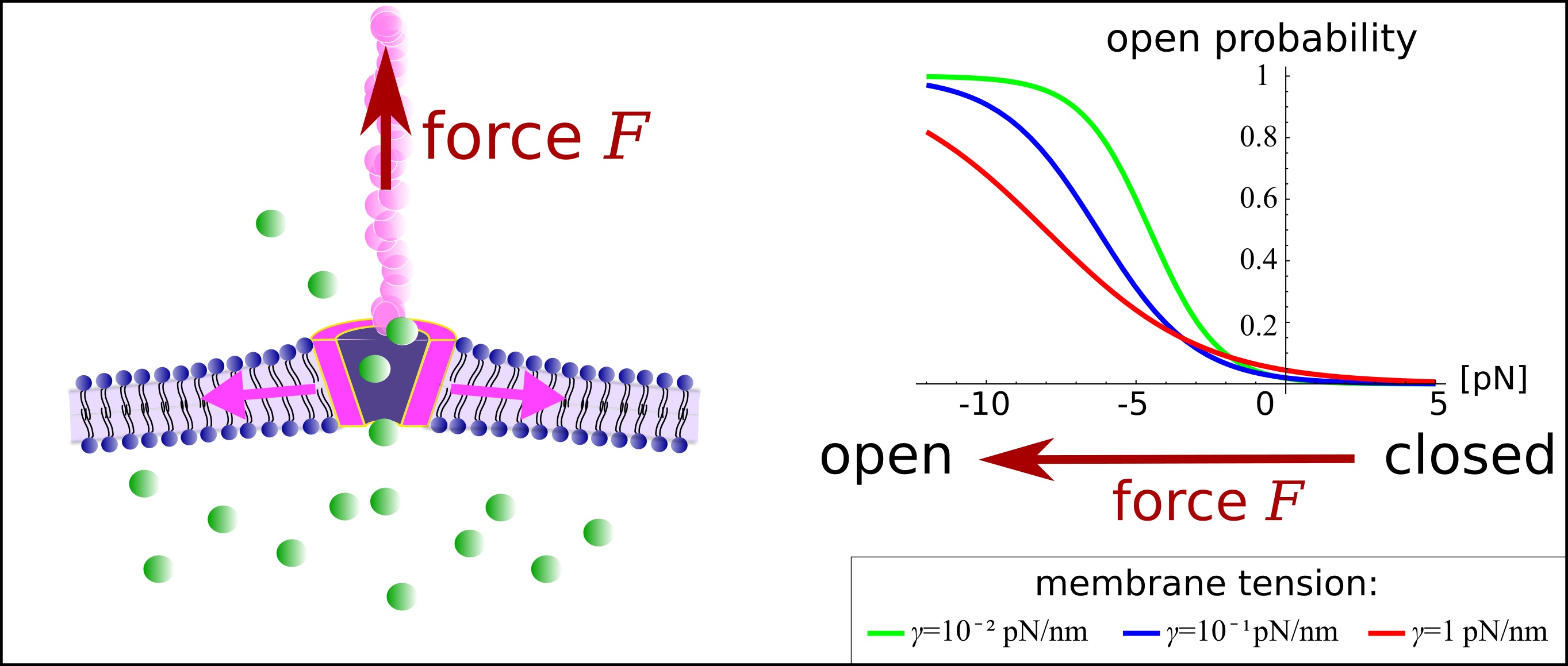 Model and theoretical prediction for a thethered membrane channel, Benedikt Sabass Micromechanics of a thethered channel in a membrane, Benedikt Sabass